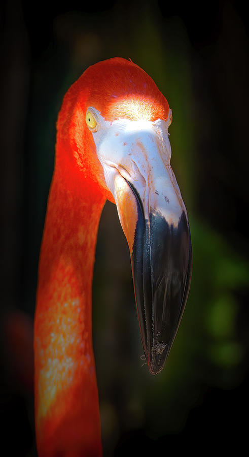Portrait of a Flamingo Photograph by Mark Andrew Thomas