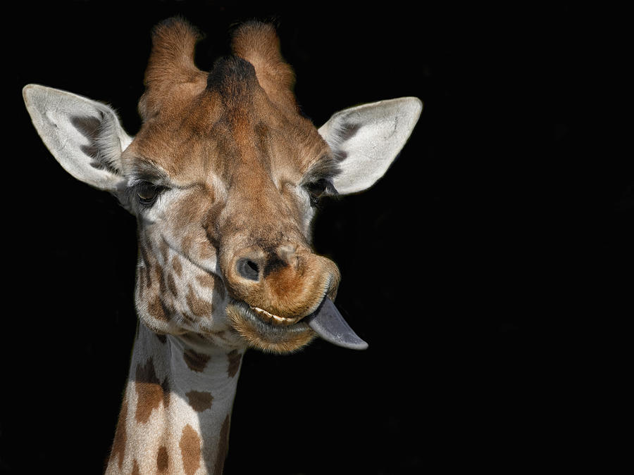 Animal Photograph - Portrait Of A Funny Giraffe by Mathilde Guillemot