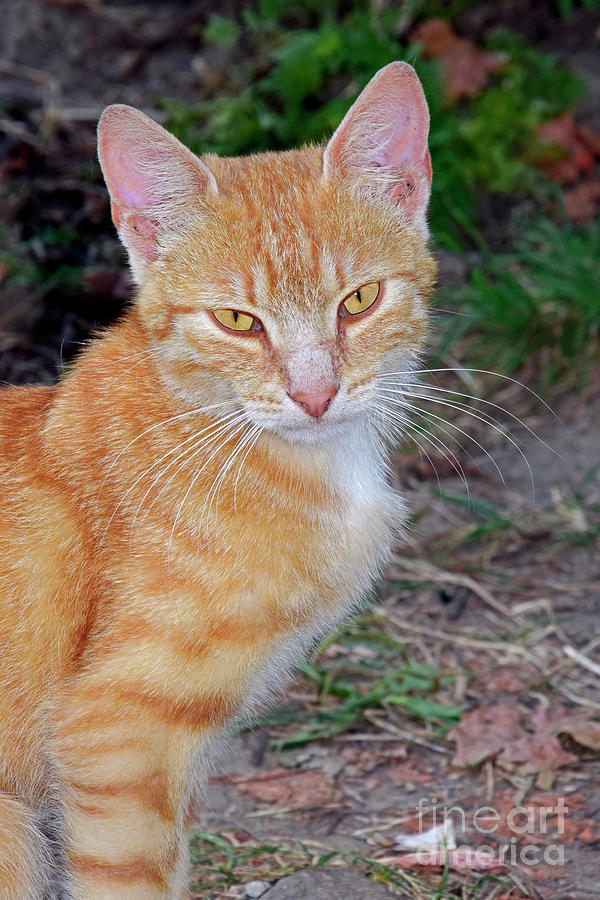 Portrait Of A Ginger Tabby Photograph