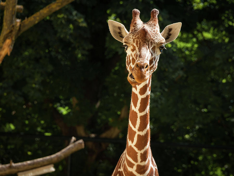 Portrait Of A Giraffe In A Zoo Dark Background Photograph