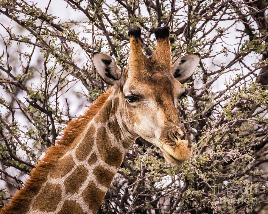 Portrait of a giraffe, Namibia Photograph by Lyl Dil Creations