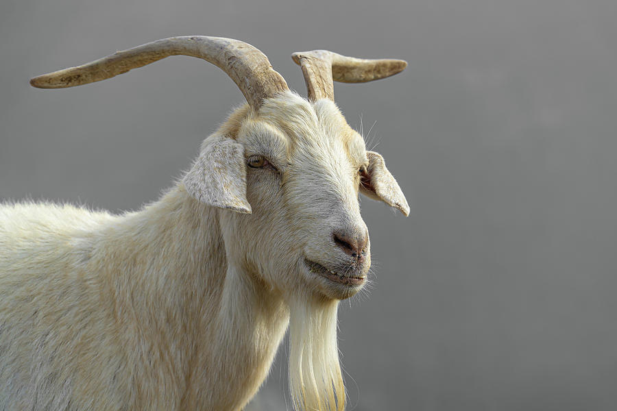 Portrait of a Goat by Dave Matchett Portrait of a Goat by Dave Matchett
