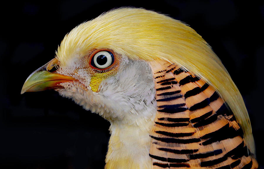 Pheasant Photograph - Portrait Of A Golden Pheasant by Robin Wechsler