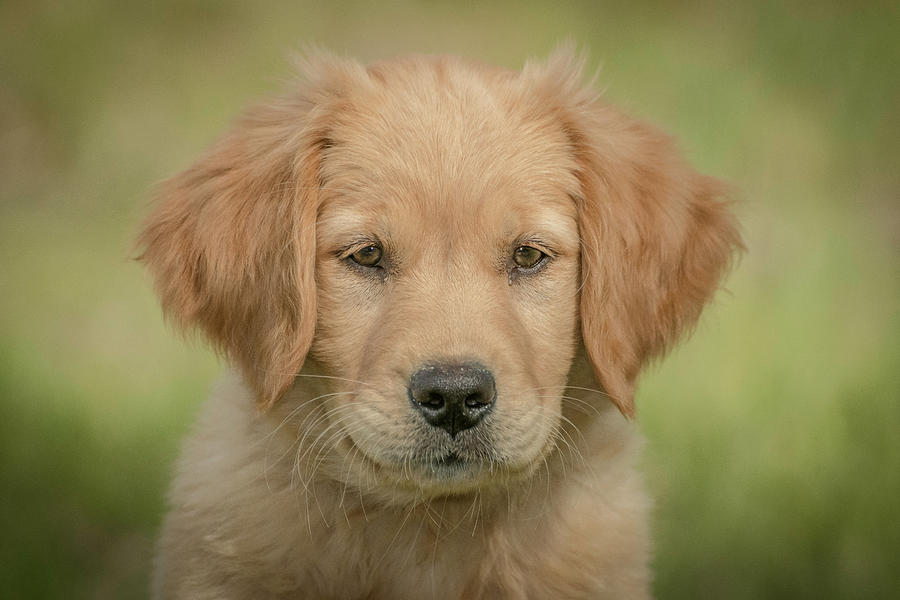 Portrait of a Golden Retriever Puppy Photograph by Constance Puttkemery