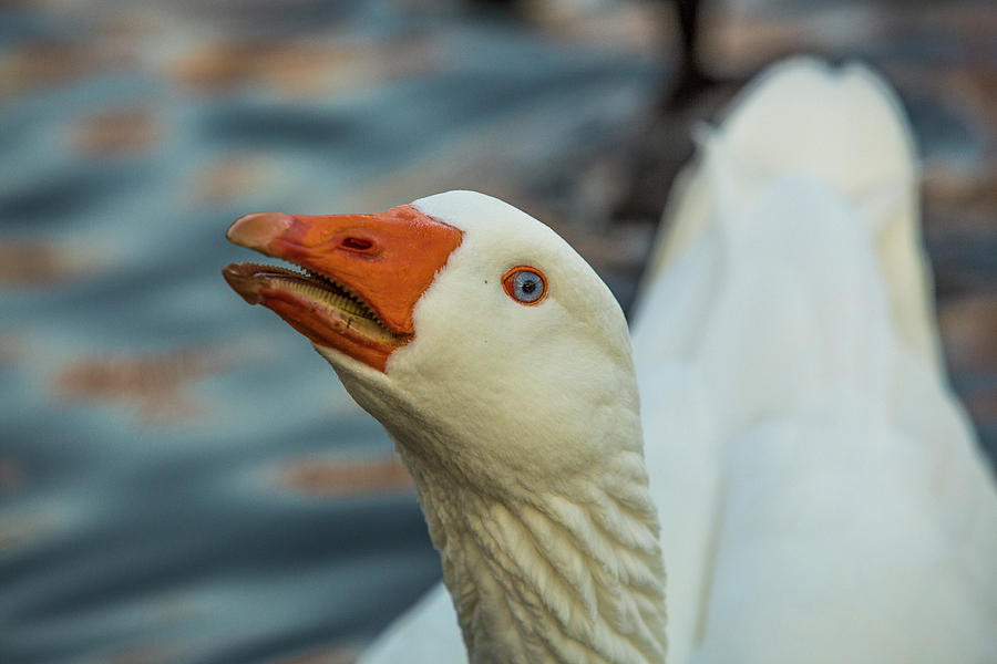 Portrait of a goose 2 Photograph by Jason Hughes