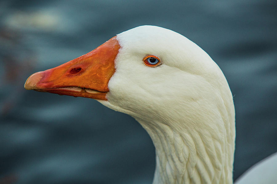 Portrait of a goose 3 Photograph by Jason Hughes