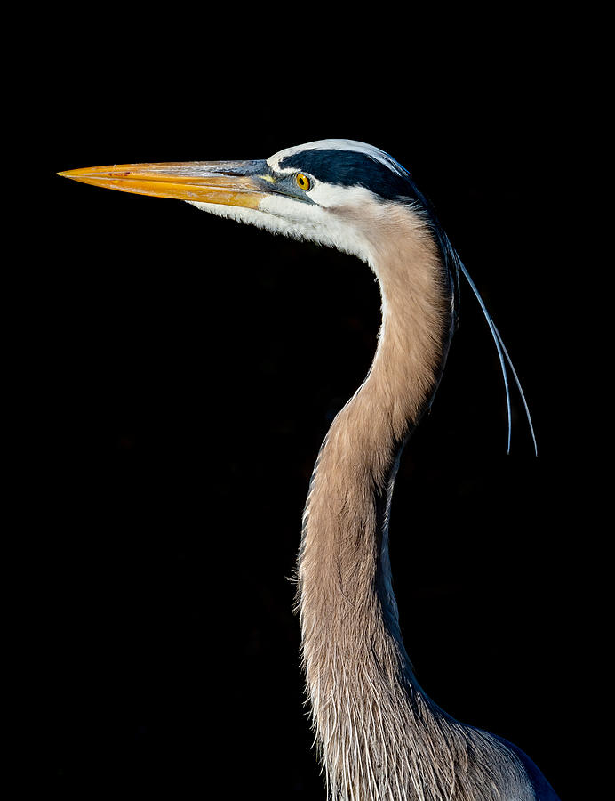 Animal Photograph - Portrait Of A Great Blue Heron by Ed Esposito