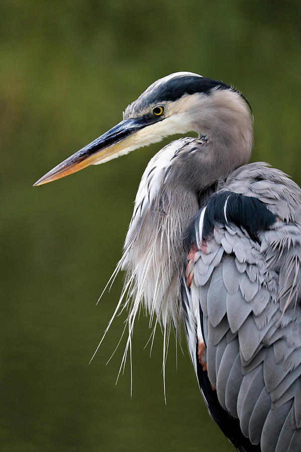 Animal Photograph - Portrait Of A Great Blue Heron by Robin Wechsler