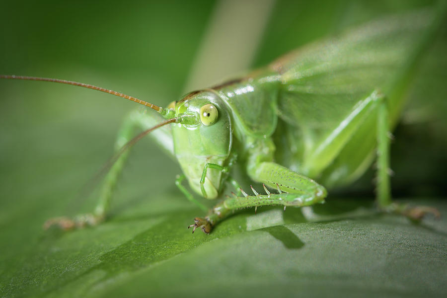 Portrait of a great green bush-cricket sitting on a leaf Photograph by ...