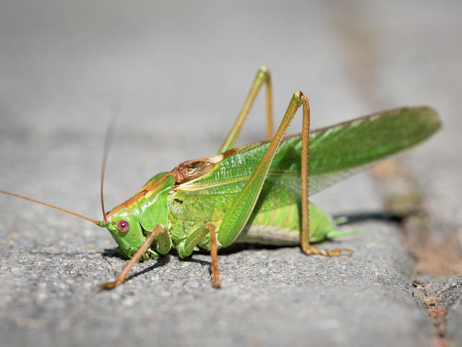 Portrait of a great green bush-cricket sitting on the pavement ...