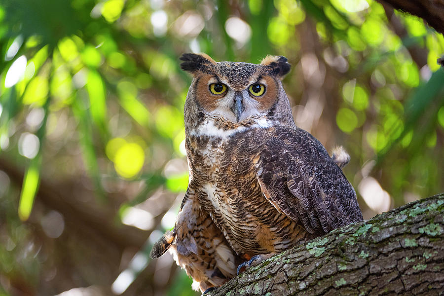 Portrait Of A Great Horned Owl, Perched Photograph by Sheila Haddad ...