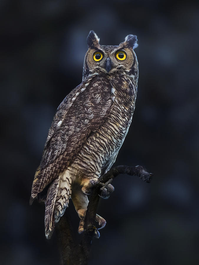 Portrait Of A Great Horned Owl Photograph by Qing Zhao