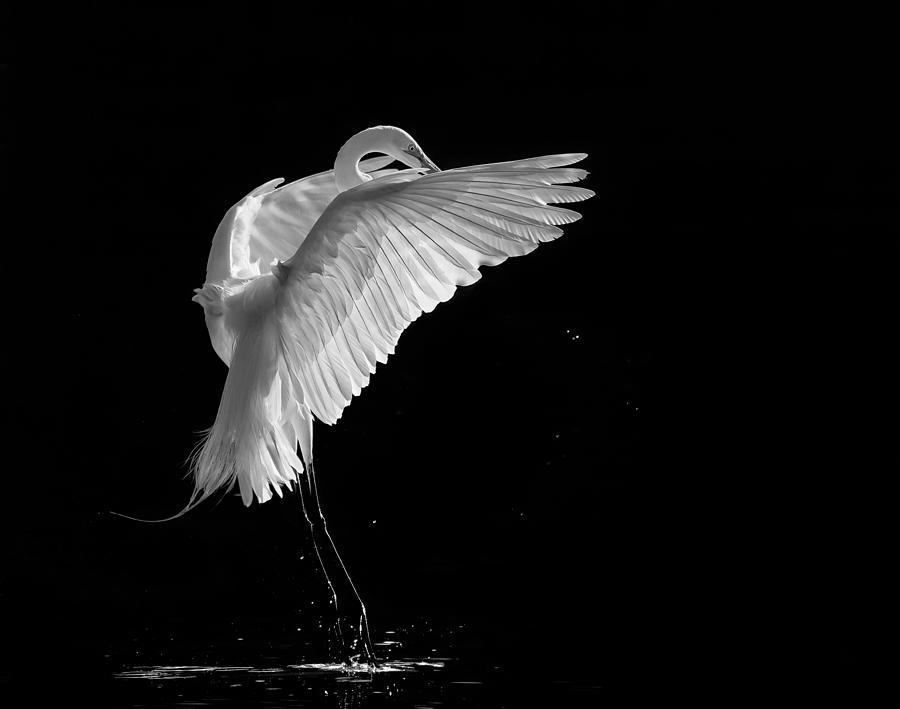 Egret Photograph - Portrait Of A Great White Egret by Kevin Wang