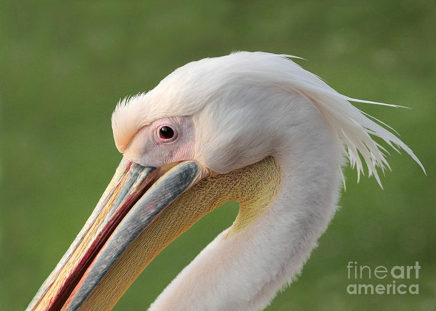 Great White Pelican Photograph - Portrait Of A Great White Or Eastern by Pictureswild Great White Pelican Photograph - Portrait Of A Great White Or Eastern by Pictureswild
