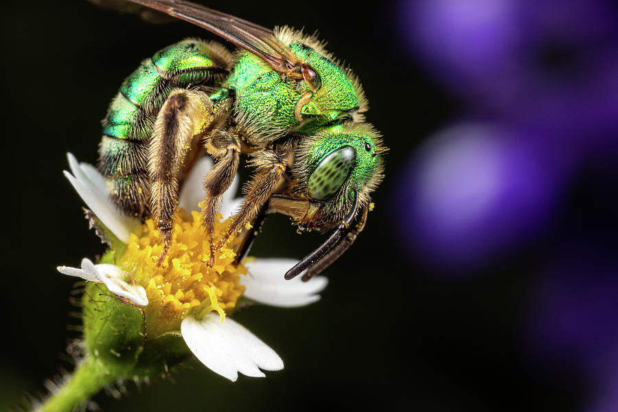 Portrait of a Green Bee Photograph by Brian Hale