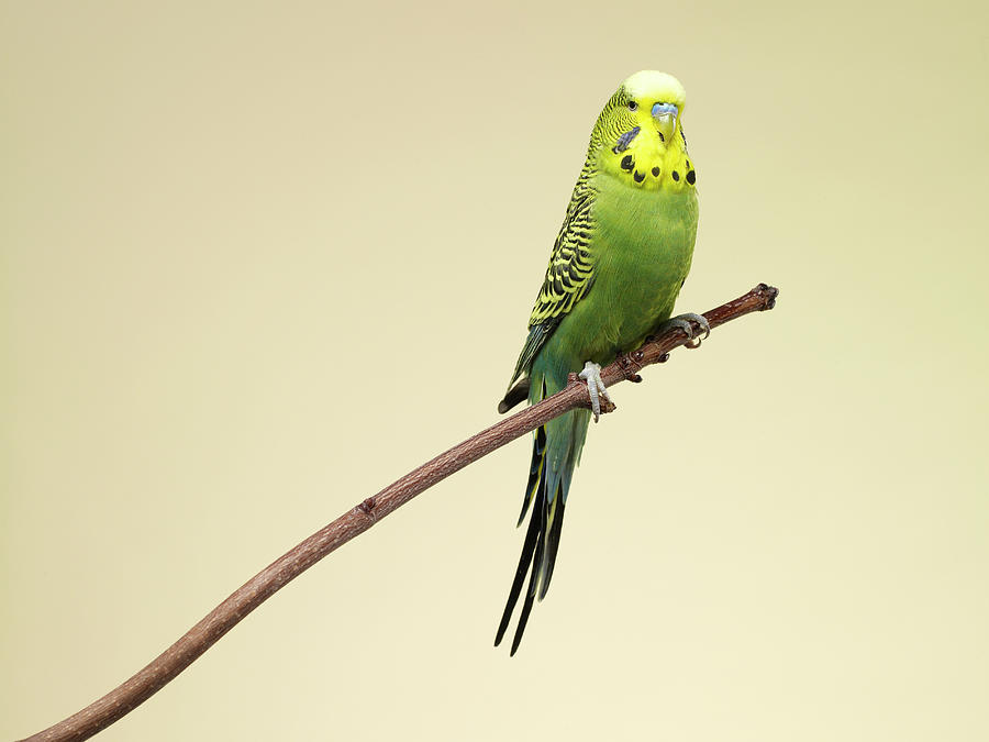 Portrait Of A Green Budgie Photograph by Michael Blann