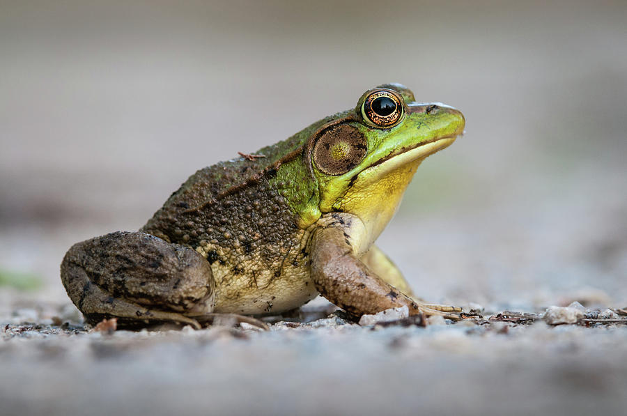 Portrait Of A Green Frog Photograph