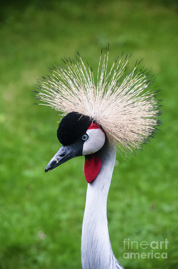portrait of a Grey Crowned Crane Photograph by Michelle Meenawong