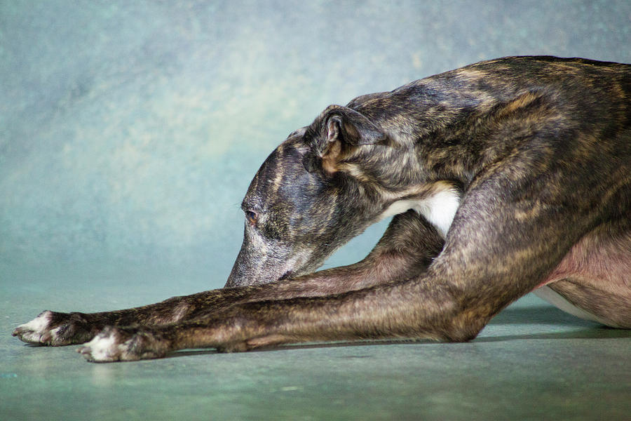 Portrait Of A Greyhound Dog Photograph by Panoramic Images