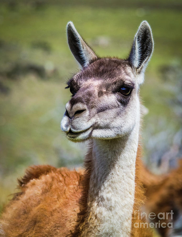 Portrait of a guanaco, Patagonia Photograph by Lyl Dil Creations