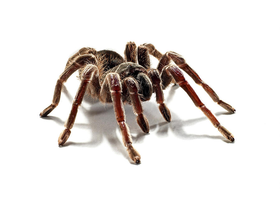 Portrait Of A Hairy Tarantula In The Photograph by Michael Blann