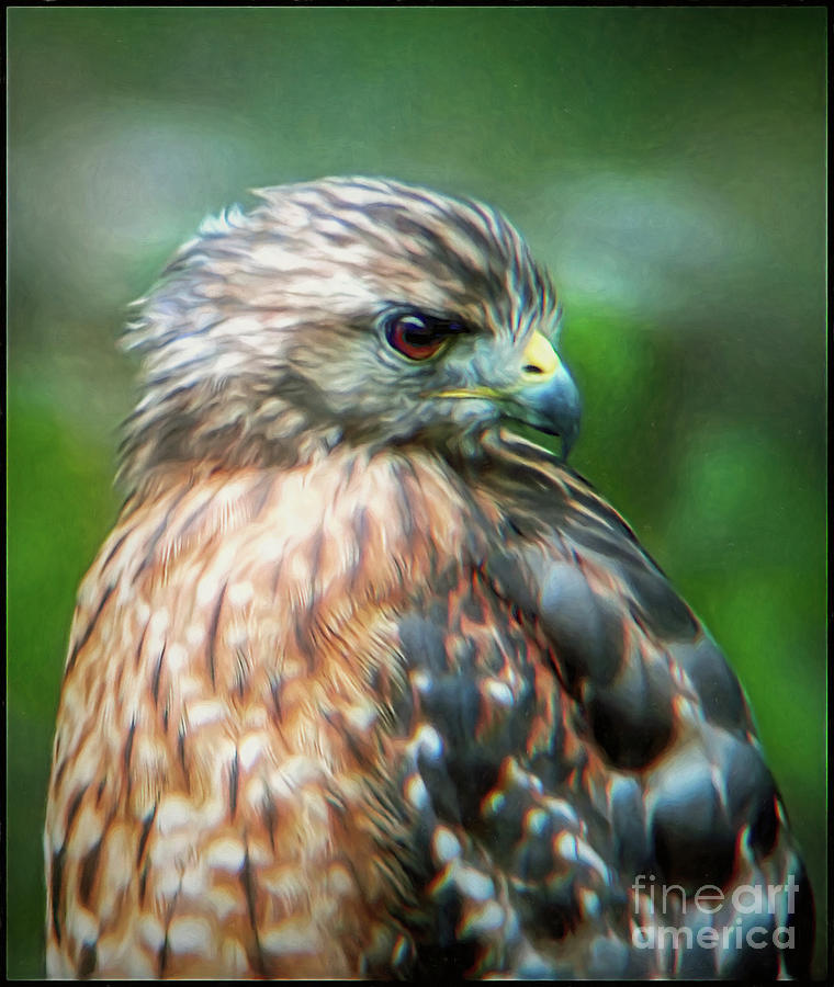 Portrait of a Hawk Photograph by Sue Melvin