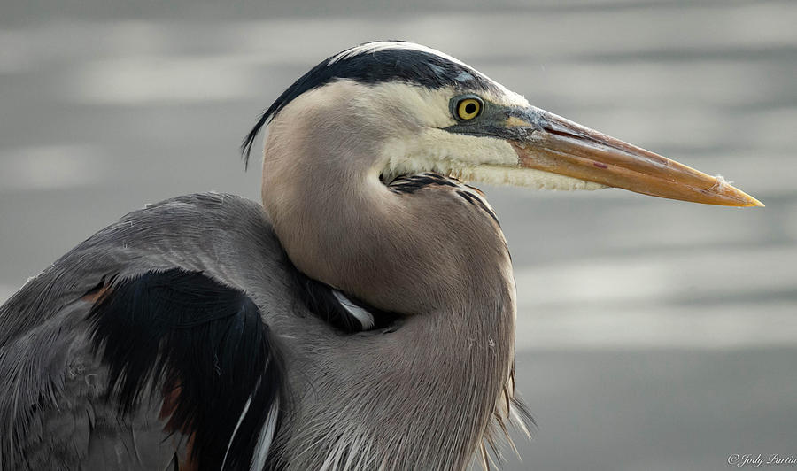 Portrait of a Heron Photograph by Jody Partin