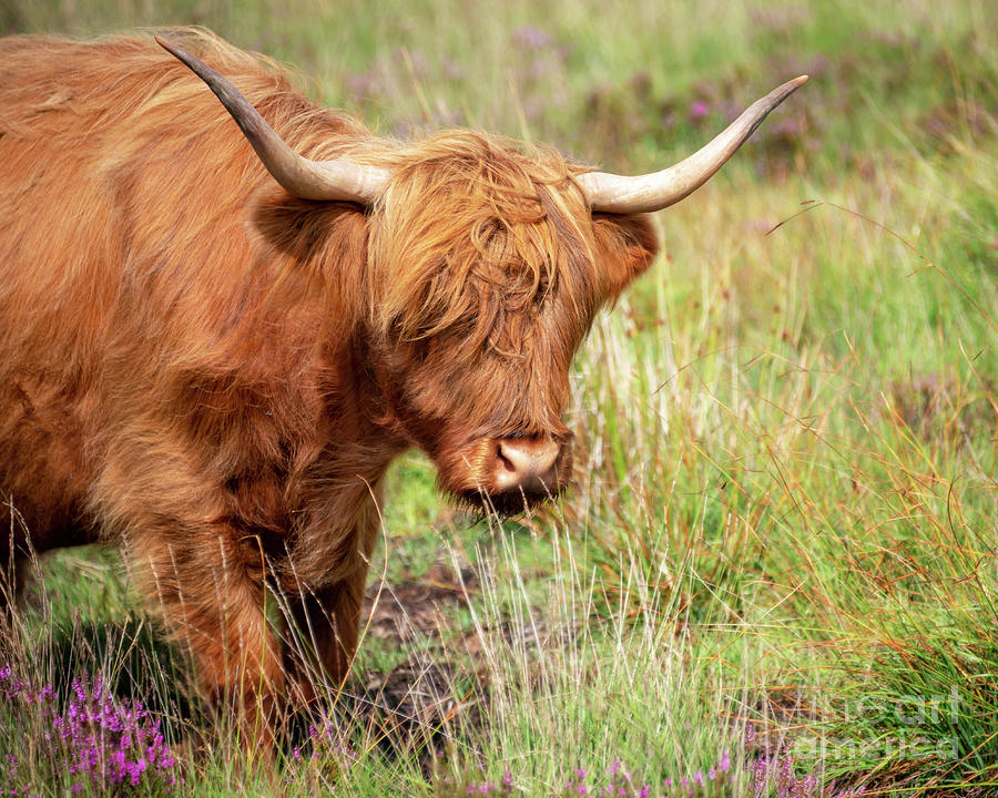 Portrait of a Highland cow Photograph by Delphimages Photo Creations