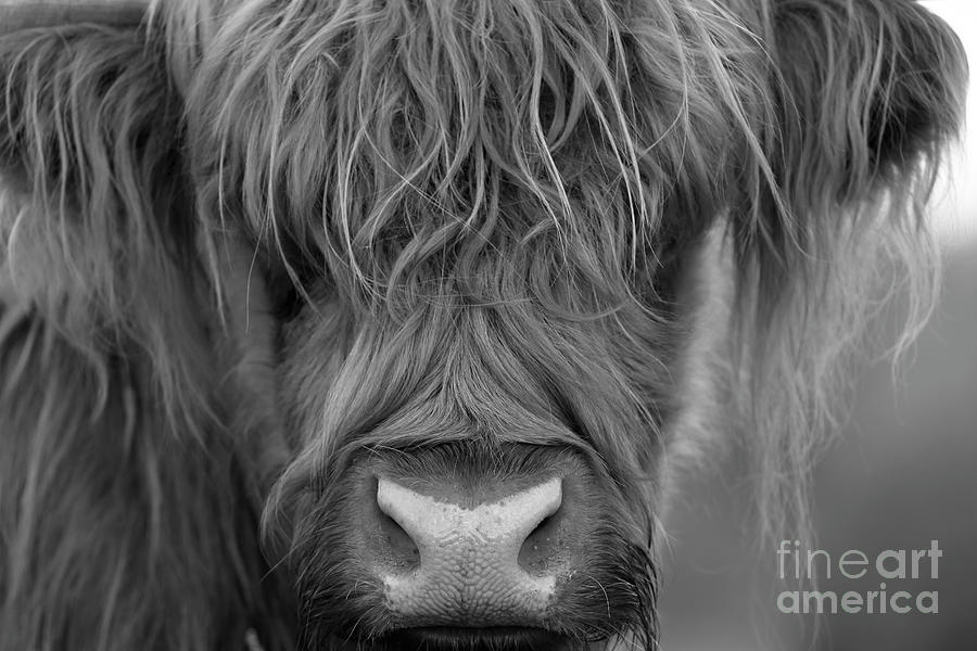 Portrait of a Highland Cow in Monochrome Photograph by Maria Gaellman