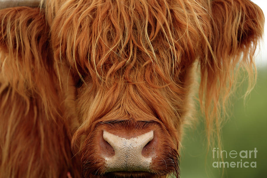 Portrait of a Highland Cow Photograph by Maria Gaellman