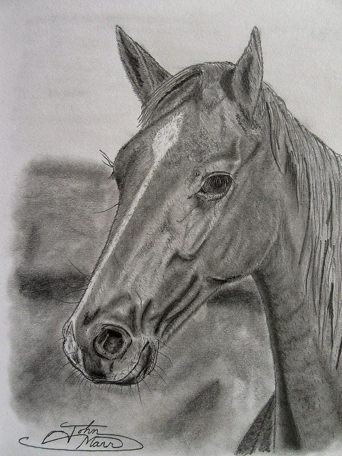 Portrait of a Horse Drawing by John Marr