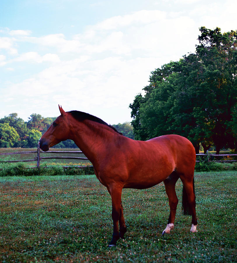 Portrait Of A Horse Photograph by Richard Felber