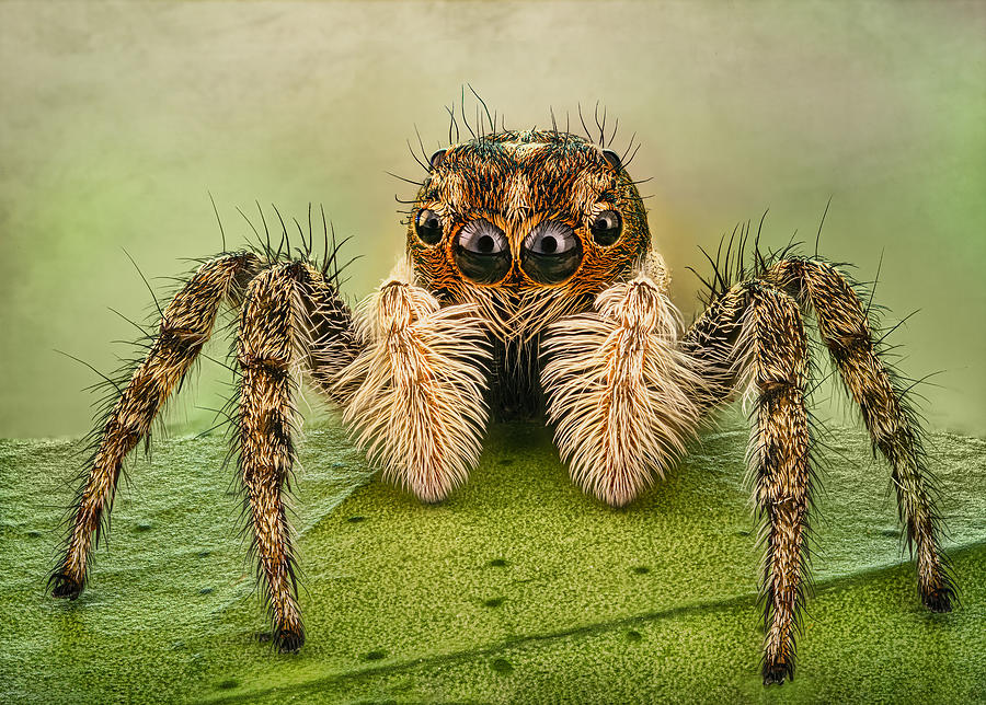 Spider Photograph - Portrait Of A Jumping Spider by Antoni Figueras Barranco