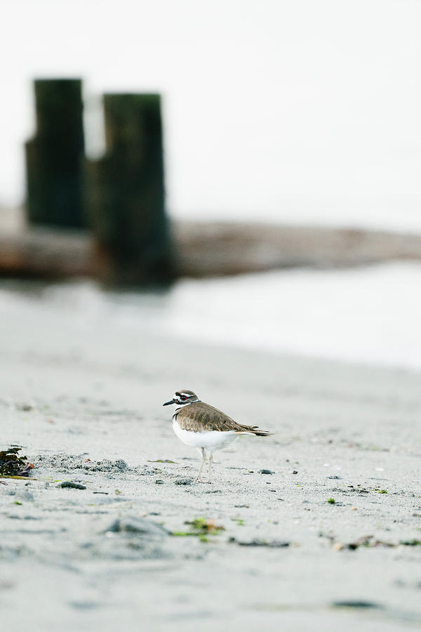 Bird Photograph - Portrait Of A Killdeer Bird On A Puget Sound Beach In Greater Seattle by Cavan Images