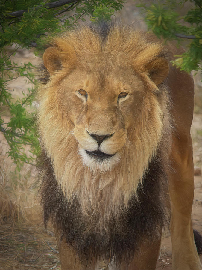 Portrait of a King by TL Wilson Photography Mixed Media by Teresa Wilson
