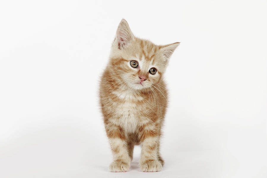 Portrait Of A Kitten Photograph by Flashpop