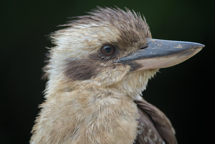 Portrait of a Kookaburra Photograph by Nicolas Lombard