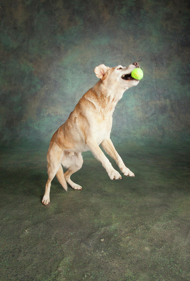 Portrait Of A Lab Mixed Dog Photograph by Panoramic Images