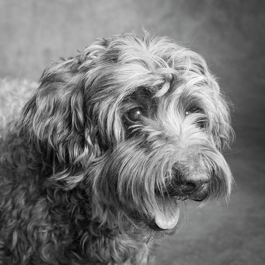 Portrait Of A Labradoodle Dog Photograph by Panoramic Images - Fine Art ...