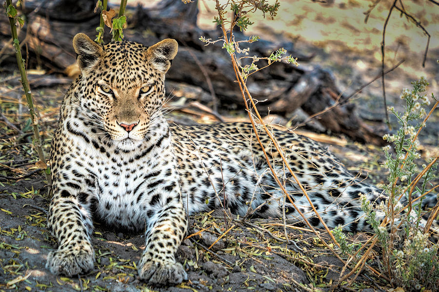 Portrait of a Leopard Photograph by Betty Eich