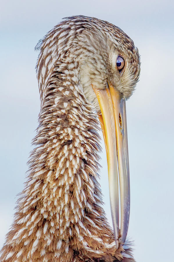 Portrait of a Limpkin Photograph by Mark Andrew Thomas