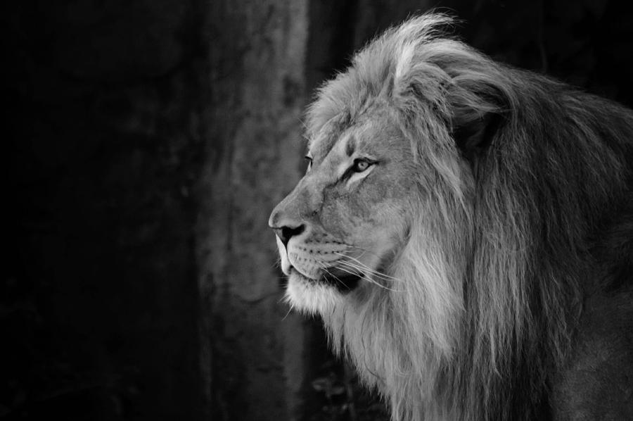 Portrait of a Lion Photograph by Eball Photos - Fine Art America