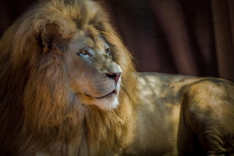 Portrait Of A Lion Photograph by Ed Esposito