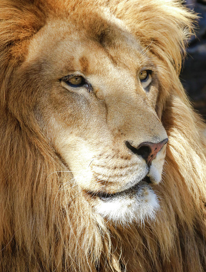 Portrait Of A Lion King Photograph by Athena Mckinzie | Fine Art America