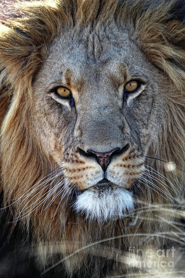 Portrait Of A Lion Photograph by Westend61