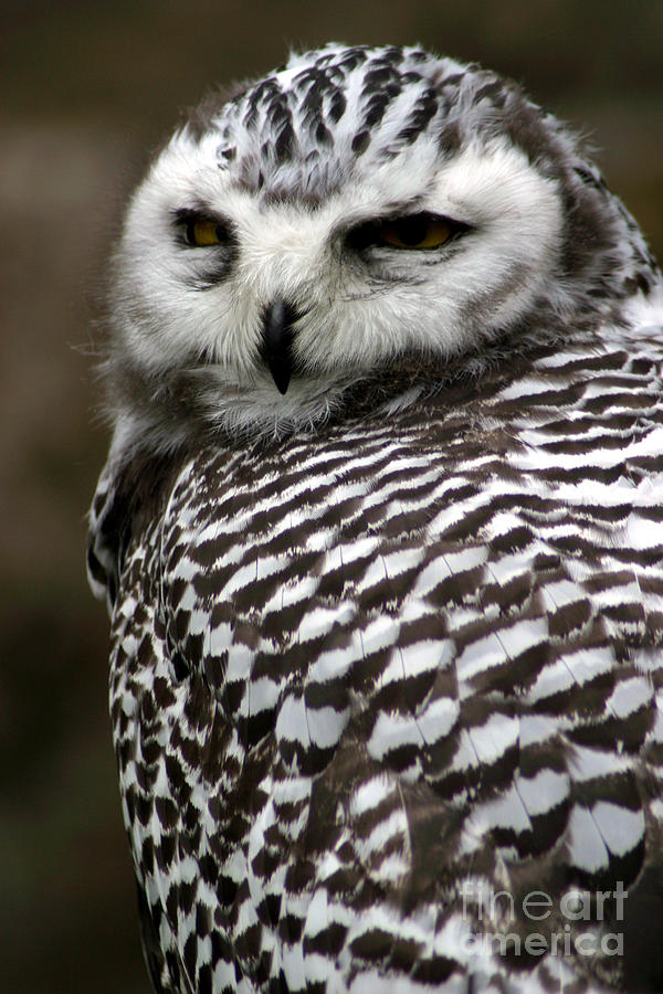 Big Photograph - Portrait Of A Majestic Spotted Owl by Paul Banton Big Photograph - Portrait Of A Majestic Spotted Owl by Paul Banton