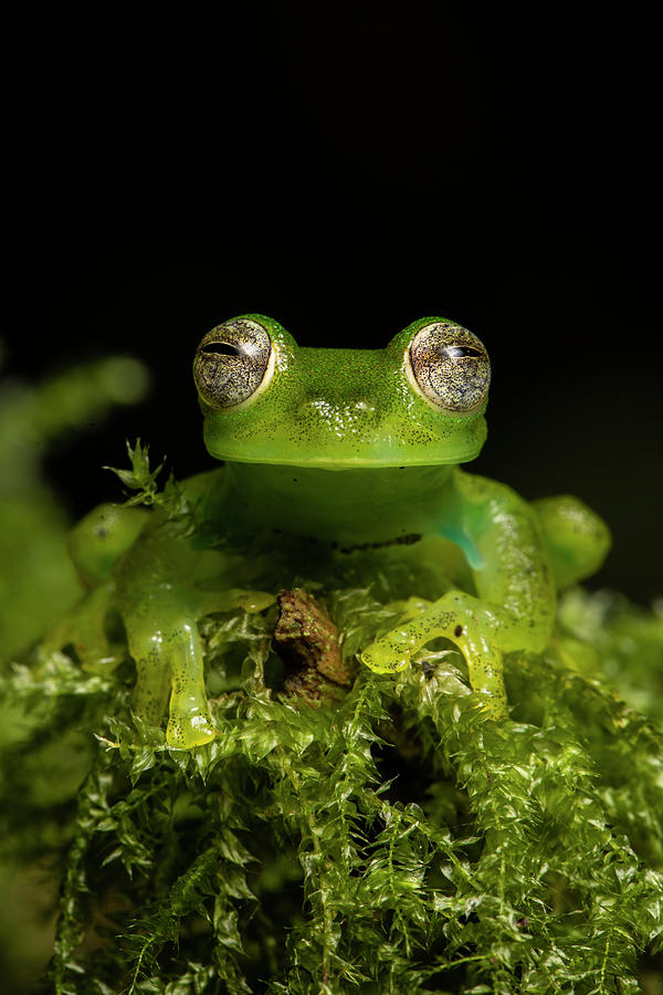 Portrait Of A Male Emerald Glass Frog Ecuador Photograph By Karine