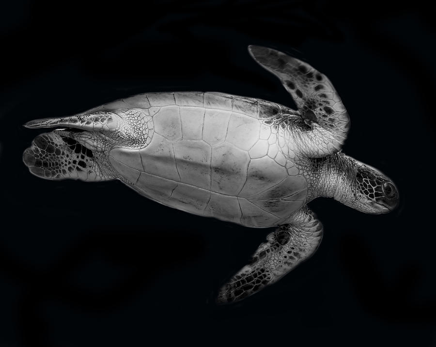 Animal Photograph - Portrait Of A Maui Green Sea Turtle by Robin Wechsler