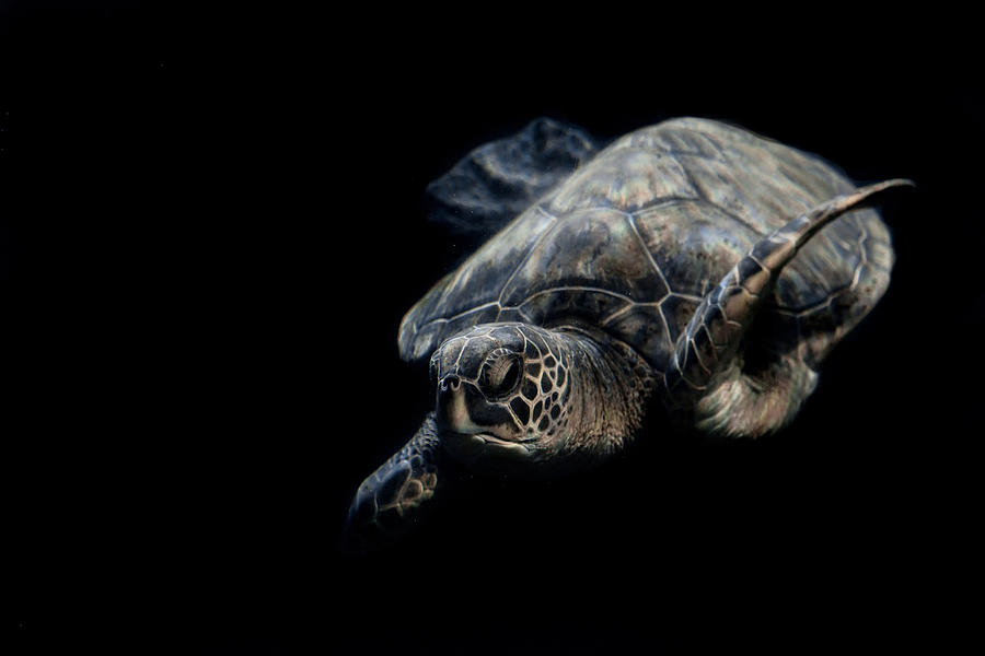 Animal Photograph - Portrait Of A Maui Sea Turtle by Robin Wechsler