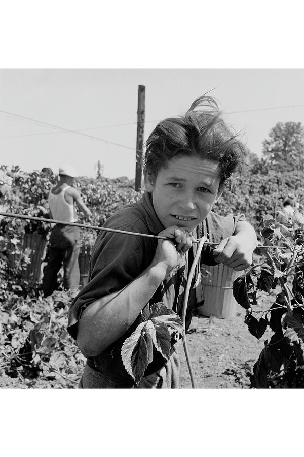 Portrait of a Migratory Boy picking Hops Painting by Dorothea Lange